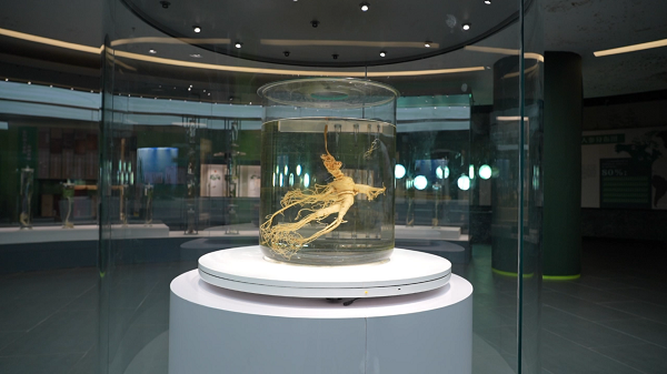 米乐M6：踏雪长白之行溯源道地人参御君方以脚步丈量每一份健康承诺(图2)